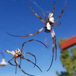 Moulting female Australian Golden Orb Weaver Spider (Trichonephila edulis), Alice Springs NT