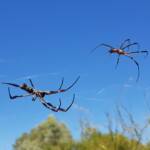 Female and large male Australian Golden Orb Weaver Spider (Trichonephila edulis), Alice Springs NT
