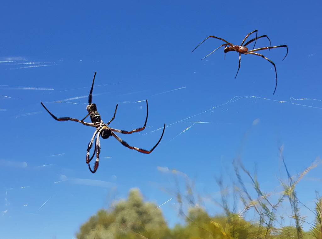 Female and large male Australian Golden Orb Weaver Spider (Trichonephila edulis), Alice Springs NT