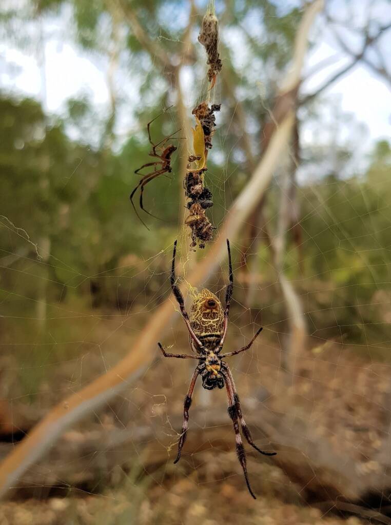 Large male and female Australian Golden Orb Weaver Spider (Trichonephila edulis), Alice Springs Desert Park NT