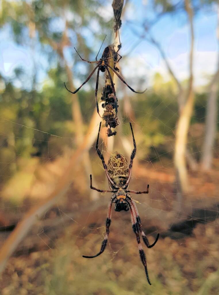 Golden Orb Weaver Spider (Trichonephila edulis) female and male, Alice Springs Desert Park NT
