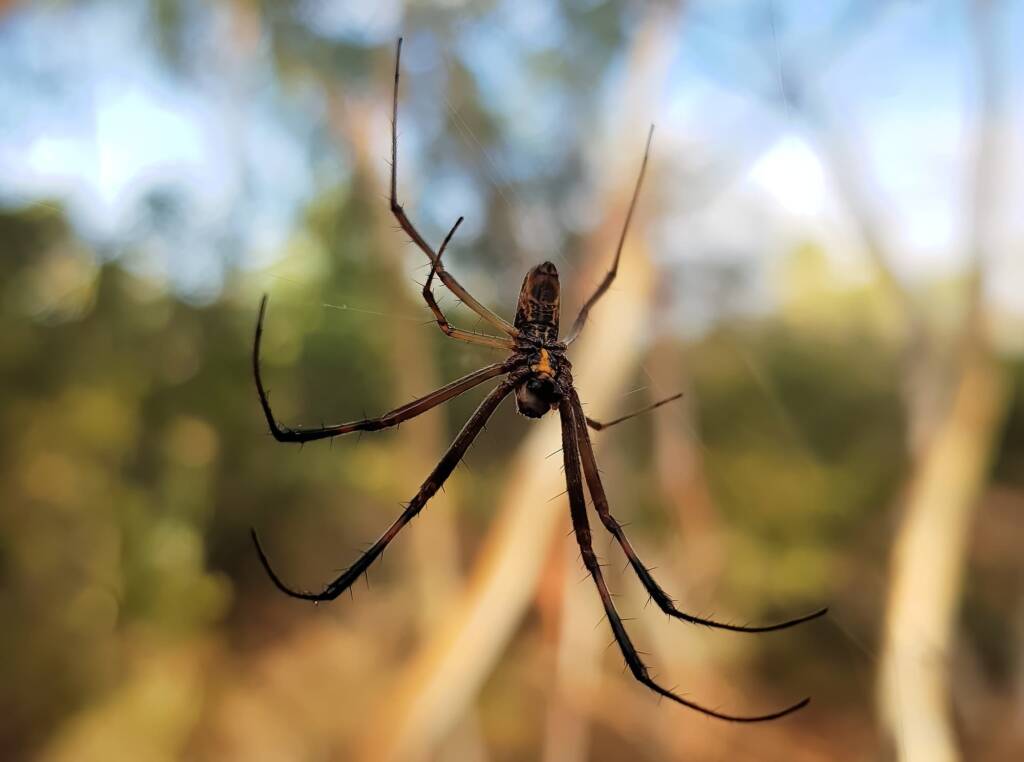 Large male Golden Orb Weaver Spider (Trichonephila edulis), Alice Springs Desert Park NT