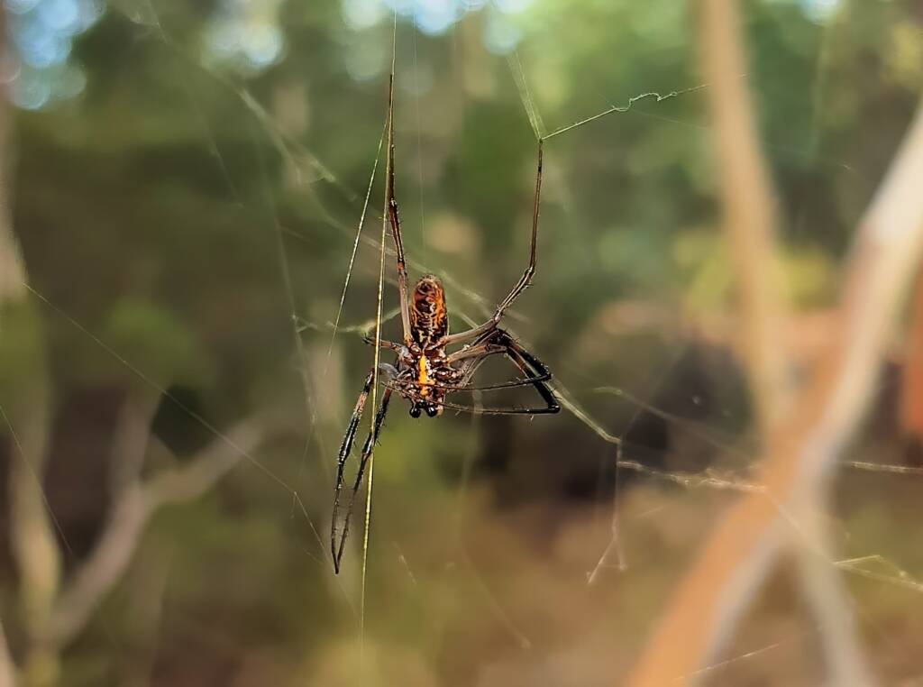 Large male Golden Orb Weaver Spider (Trichonephila edulis), Alice Springs Desert Park NT