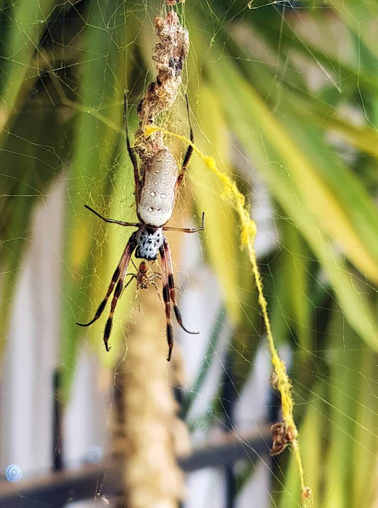 Female and male Australian Golden Orb Weaver Spider (Trichonephila edulis) and golden web strands, Alice Springs NT