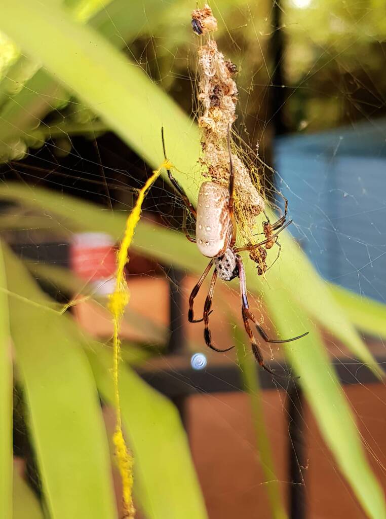Female and male Australian Golden Orb Weaver Spider (Trichonephila edulis) and golden web strands, Alice Springs NT