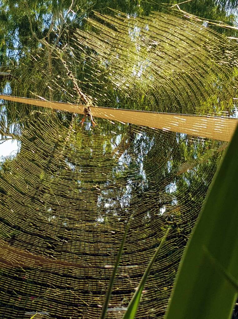 Australian Golden Orb Weaver Spider (Trichonephila edulis) and golden web, Alice Springs NT