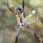 Young female Australian Golden Orb Weaver Spider (Trichonephila edulis), Alice Springs NT