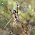 Young female Australian Golden Orb Weaver Spider (Trichonephila edulis), Alice Springs NT