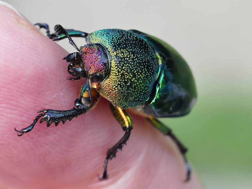 Golden Stag Beetle (Lamprima aurata), Belair SA © Marianne Broug