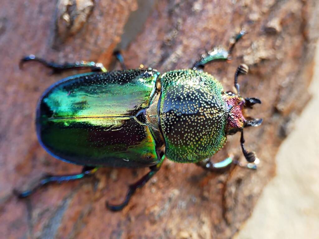 Golden Stag Beetle (Lamprima aurata), Belair SA © Marianne Broug