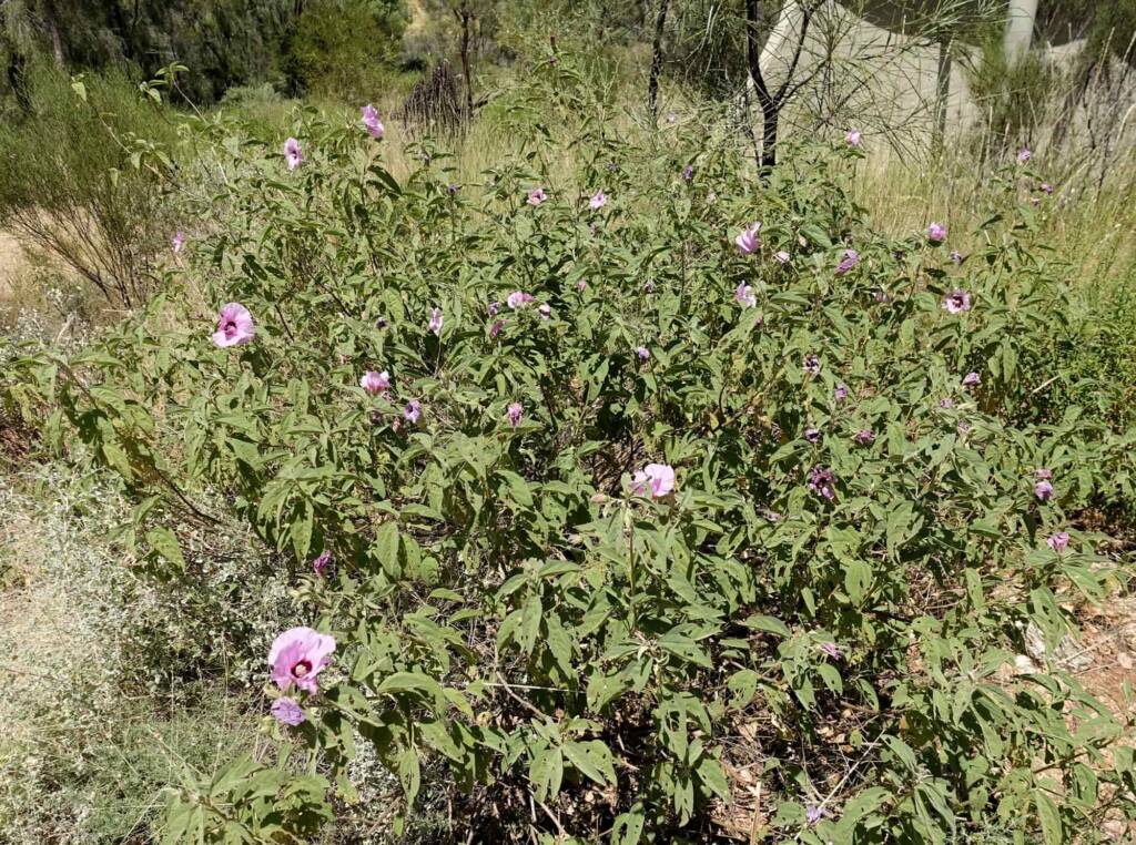 Australian Desert Rose (Gossypium australe), Alice Springs Desert Park NT
