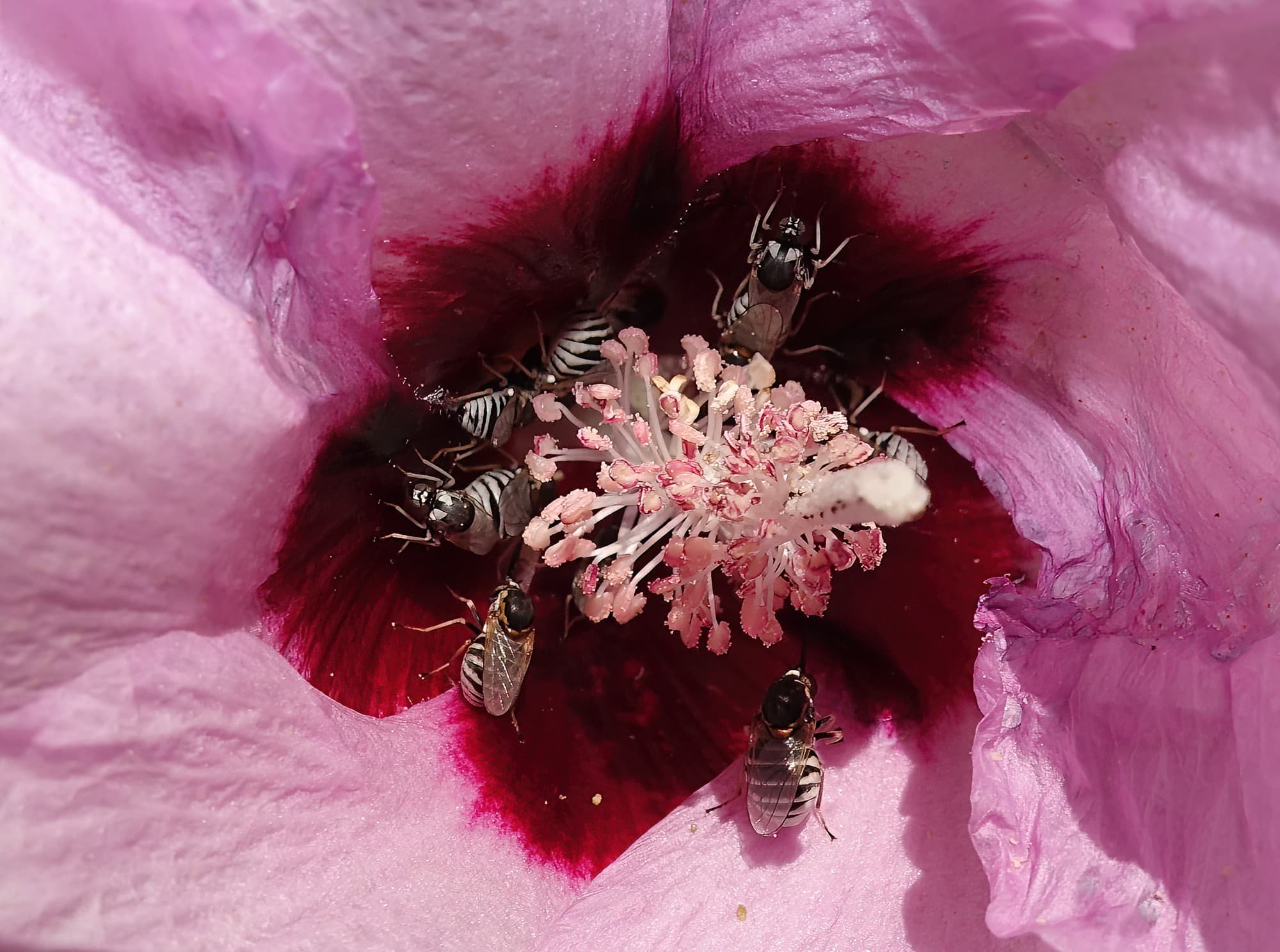 Australian Desert Rose (Gossypium australe) with Australiphthiria sp, Alice Springs Desert Park NT