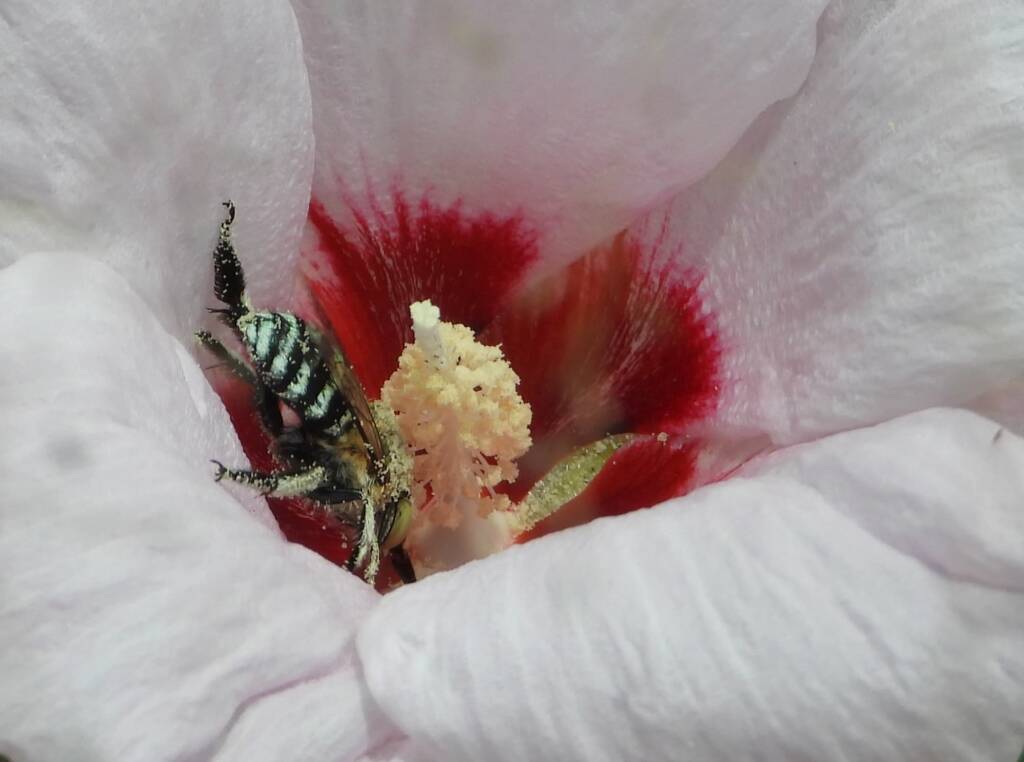 Amegilla Bee and Low Desert Rose (Gossypium bickii), south of Alice Springs NT © Dorothy Latimer