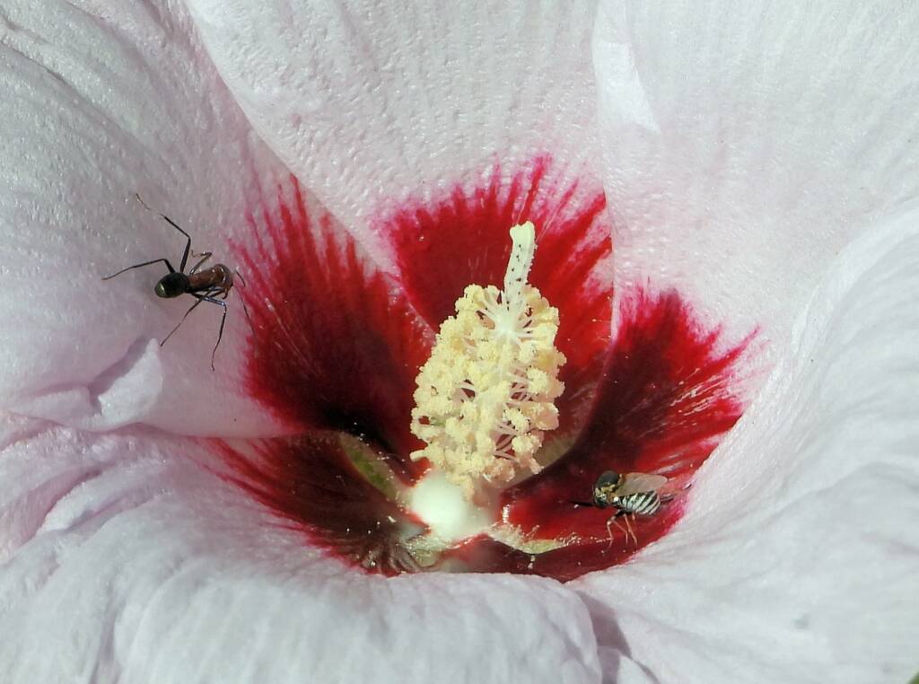 Ants and Astraliphthiria sp and Low Desert Rose (Gossypium bickii), south of Alice Springs NT © Dorothy Latimer