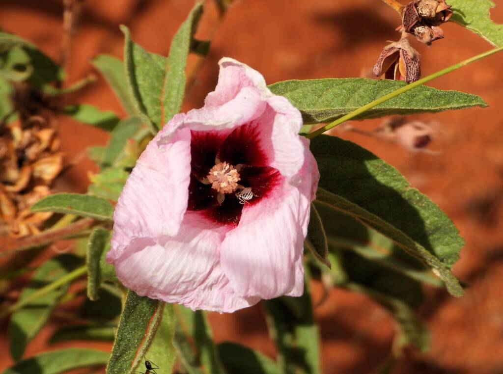 Astraliphthiria sp and Low Desert Rose (Gossypium bickii), south of Alice Springs NT © Dorothy Latimer