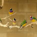 Gouldian Finches, Kyabram Fauna Park, VIC