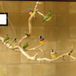 Gouldian Finches, Kyabram Fauna Park, VIC