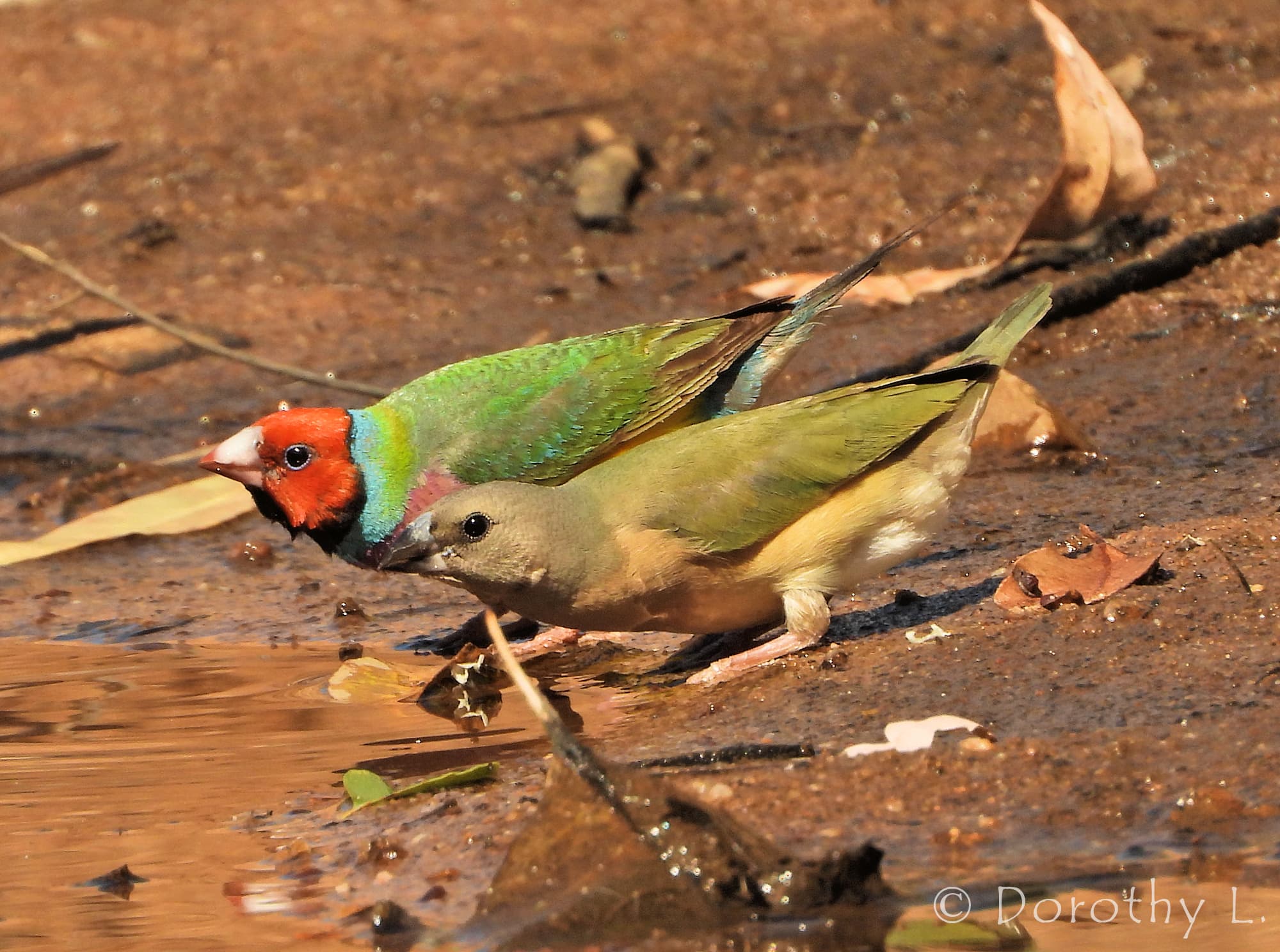 Gouldian Finch (Chloebia gouldiae)
