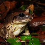 Great Barred Frog (Mixophyes fasciolatus), Springbrook QLD © Simon Begg