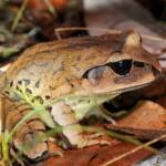 Great Barred Frog (Mixophyes fasciolatus), Springbrook QLD © Simon Begg