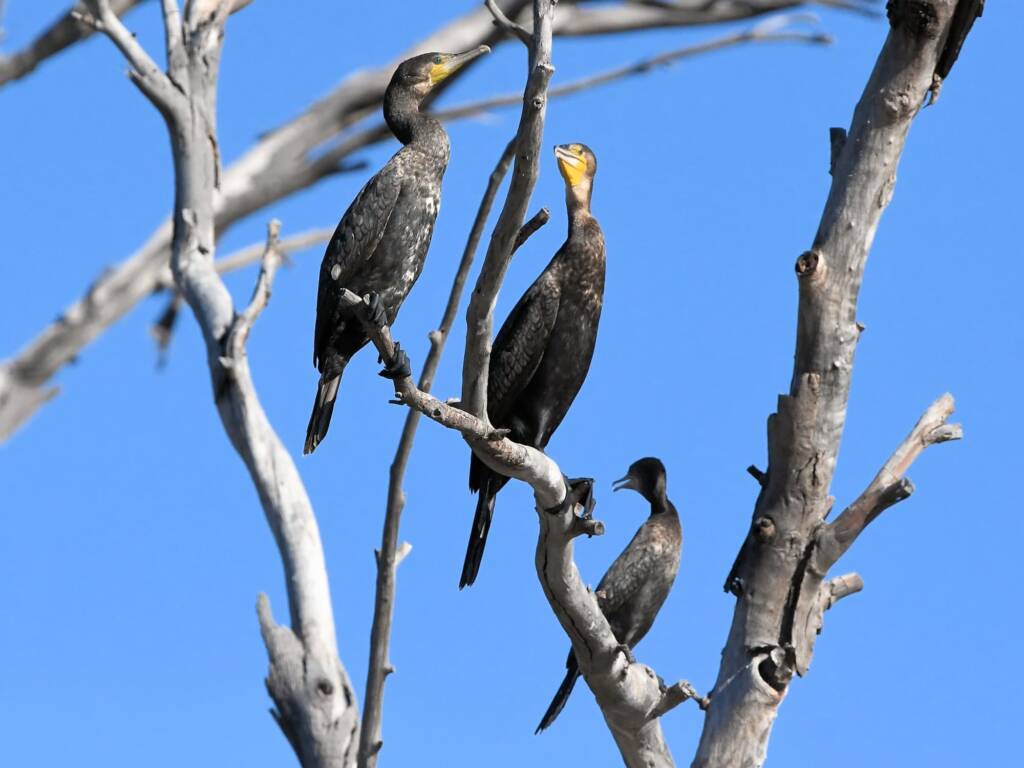 Great Cormorant (Phalacrocorax carbo) and Little Black Cormorant (Phalacrocorax sulcirostris), Redbank Waterhole NT © Dorothy Latimer