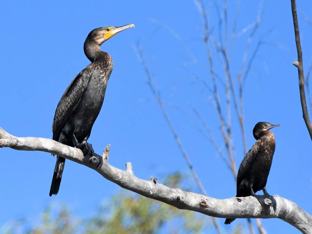 Great Cormorant (Phalacrocorax carbo) and Little Black Cormorant (Phalacrocorax sulcirostris), Redbank Waterhole NT © Dorothy Latimer