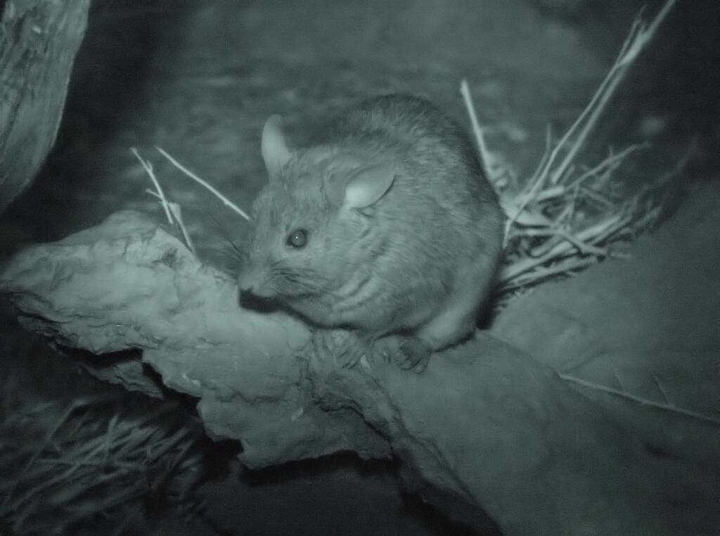 Greater Stick-nest Rat (Leporillus conditor), Alice Springs Desert Park