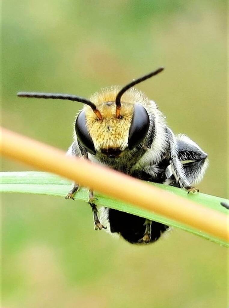 Green-and-gold Nomia Bee (Lipotriches australica), Wandella NSW © Deb Taylor
