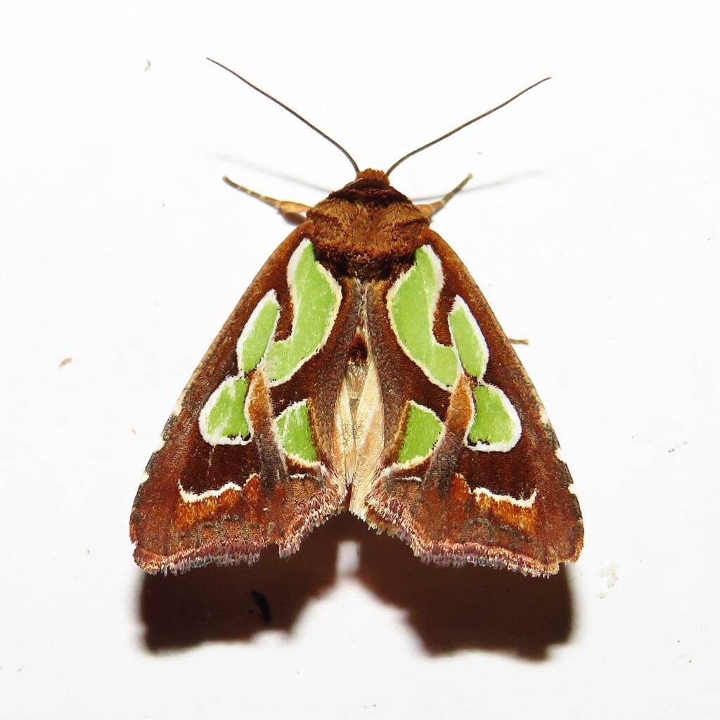 Green-blotched Moth (Cosmodes elegans), Wallaga Lake NSW © Deb Taylor
