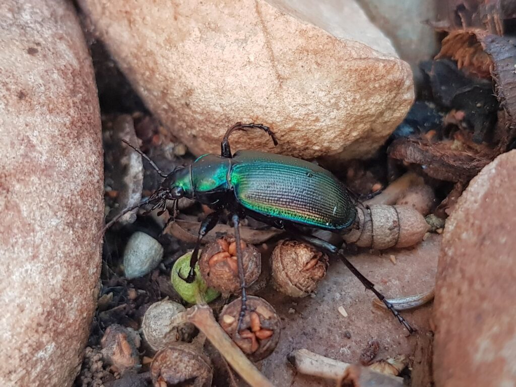 Calosoma schayeri (Green Carabid Beetle), Alice Springs NT
