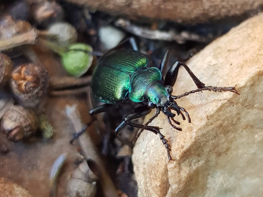 Calosoma schayeri (Green Carabid Beetle), Alice Springs NT