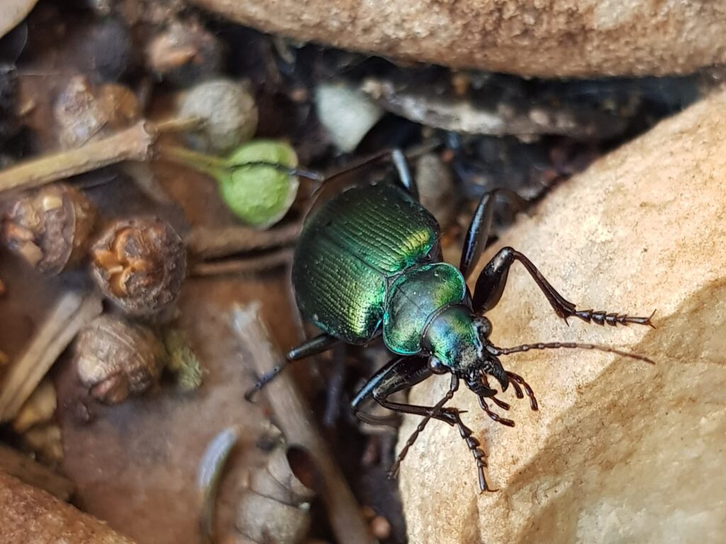 Calosoma schayeri (Green Carabid Beetle), Alice Springs NT