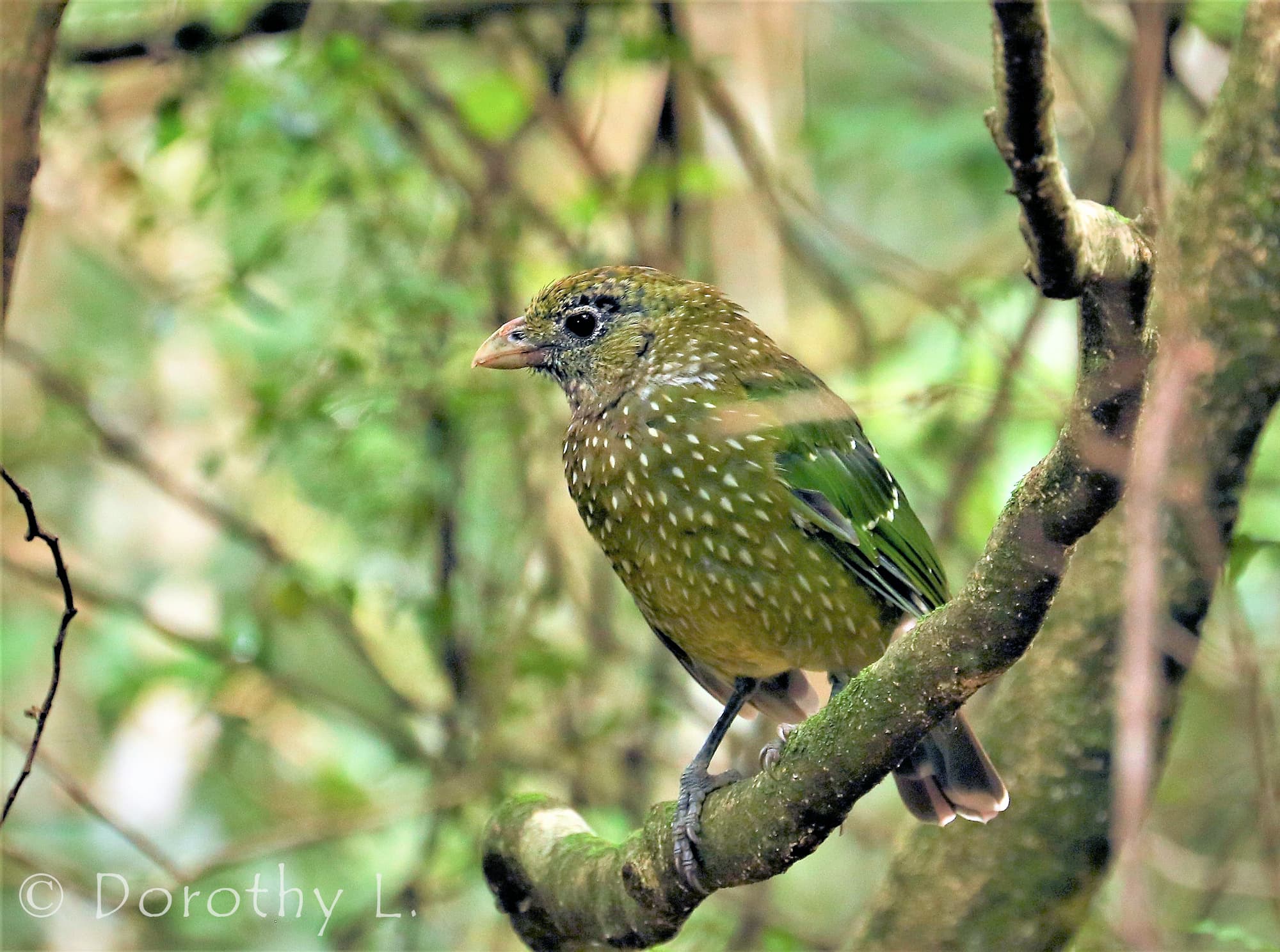 Green Catbird (Ailuroedus crassirostris)
