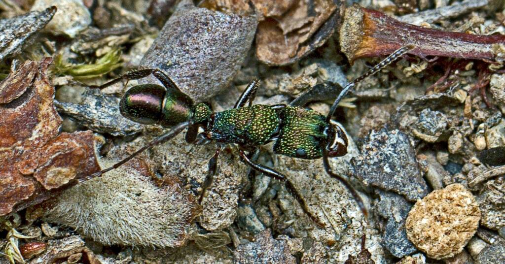Green-head Ant (Rhytidoponera metallica), Rainforest Track, Burleigh Heads QLD © Tony Eales