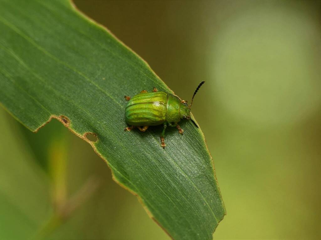 Green Strip Leaf Beetle (Calomela pallida), Gold Coast QLD © Stefan Jones