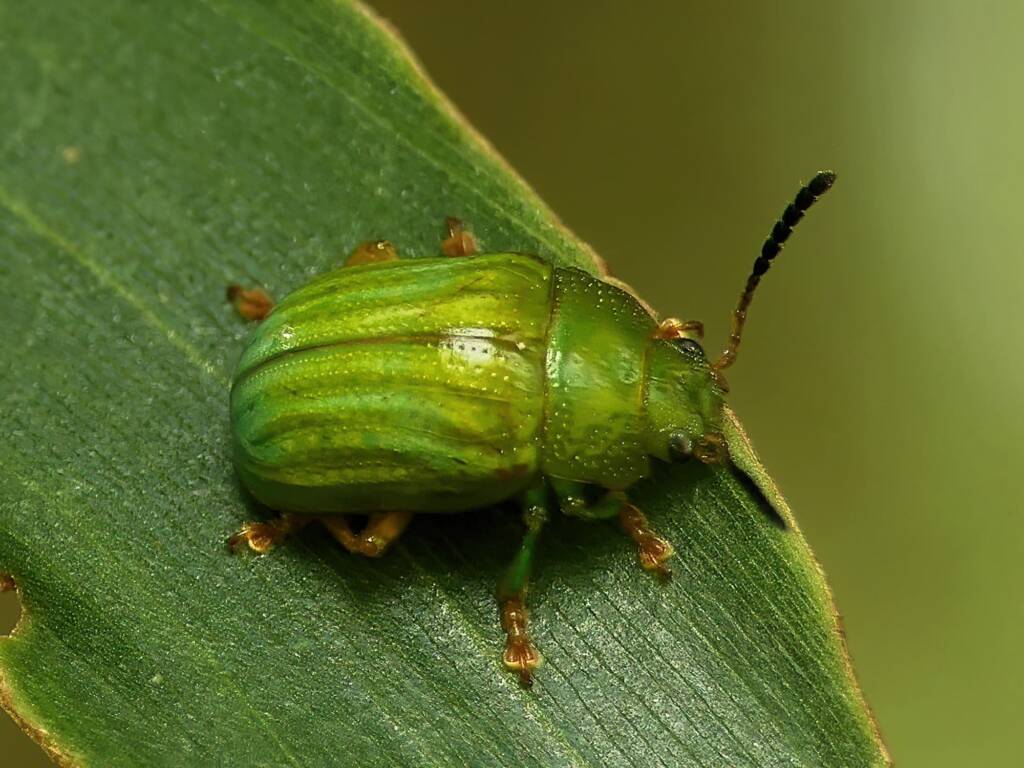 Green Strip Leaf Beetle (Calomela pallida), Gold Coast QLD © Stefan Jones