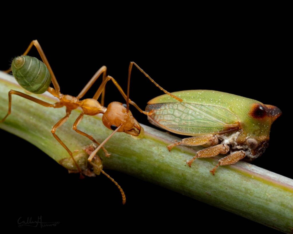 Green Tree Ants (Oecophylla smaragdina), Top End NT © Callum Munro