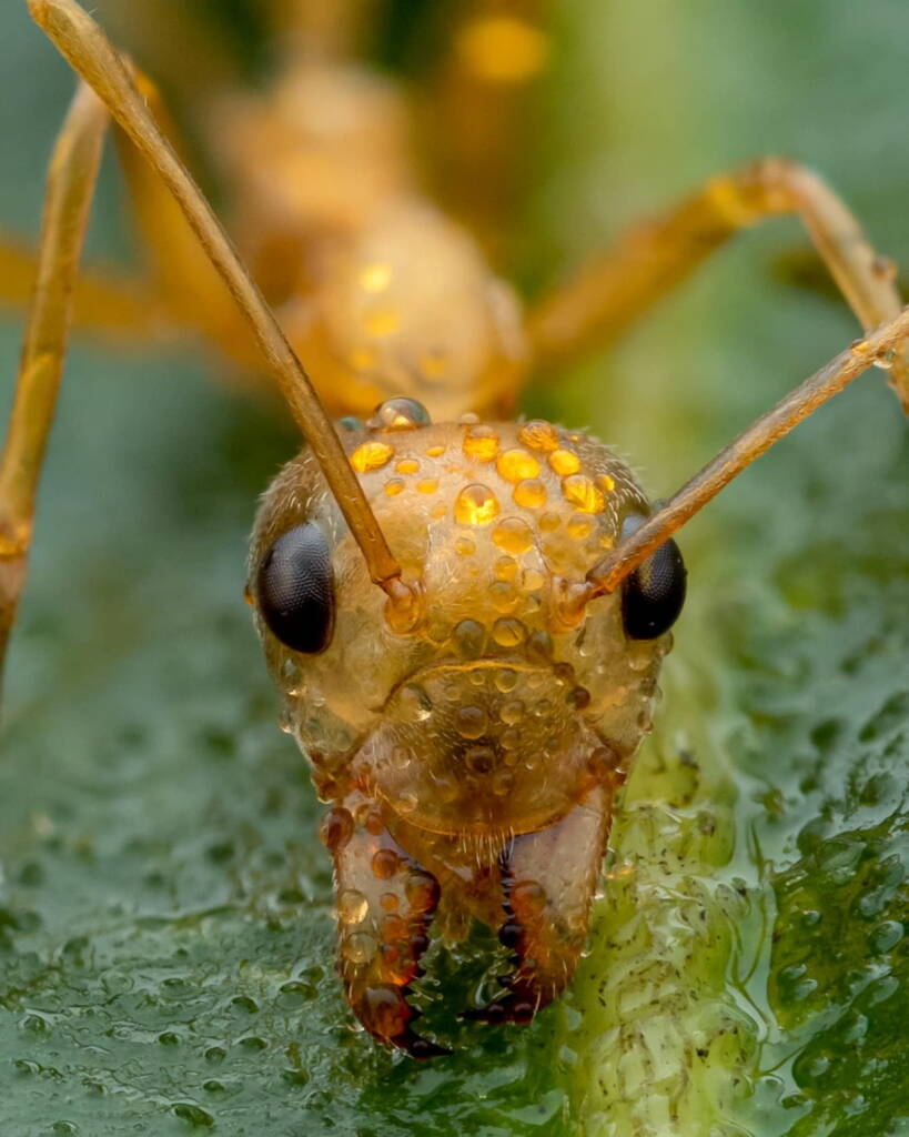 Green Tree Ants (Oecophylla smaragdina), Top End NT © Callum Munro
