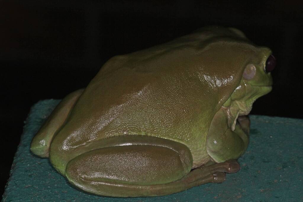 Green Tree Frog (Ranoidea caerulea), Southern Downs QLD © Marc Newman