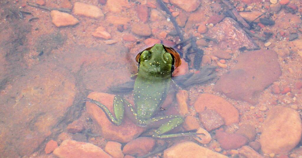 Centralian Green Frog, Kings Canyon