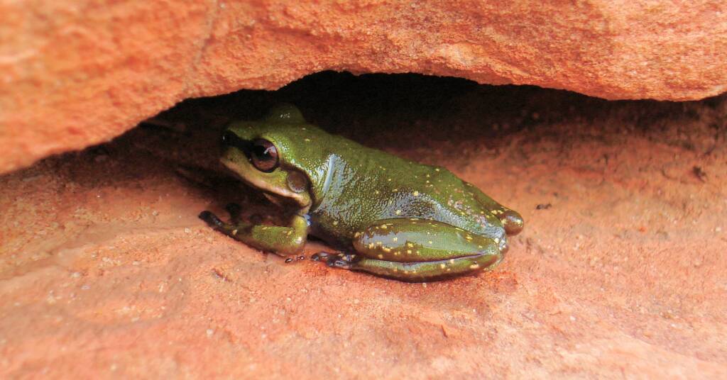 Centralian Green Frog, Kings Canyon