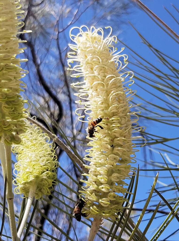 White Spider Flower (Grevillea albiflora), Alice Springs Desert Park