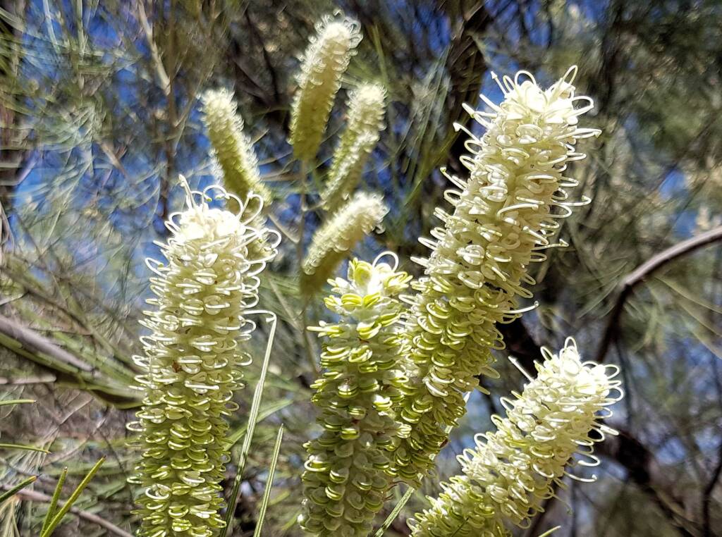 White Spider Flower (Grevillea albiflora), Alice Springs Desert Park