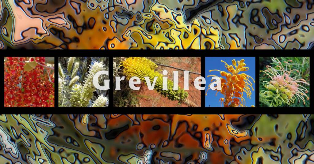 Grevillea - Australia - Ausemade filmstrip