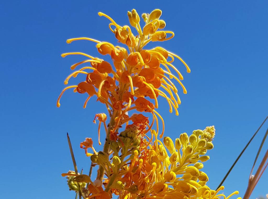 Desert Grevillea (Grevillea juncifolia)