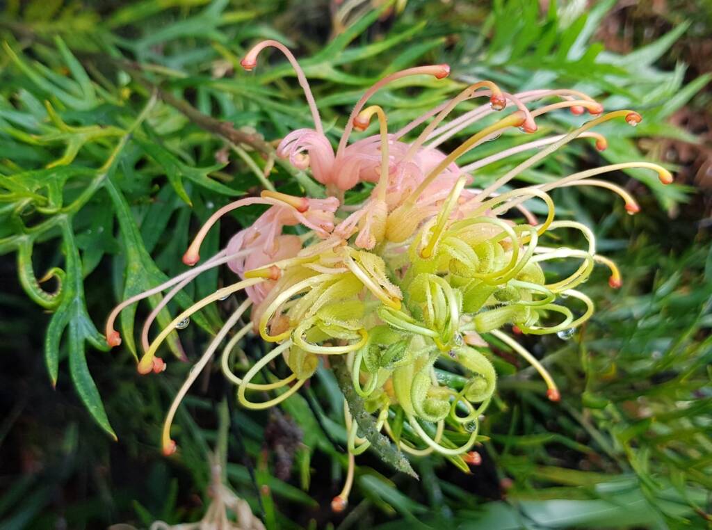 Grevillea “Peaches and Cream”, Dee Why, Northern Beaches NSW