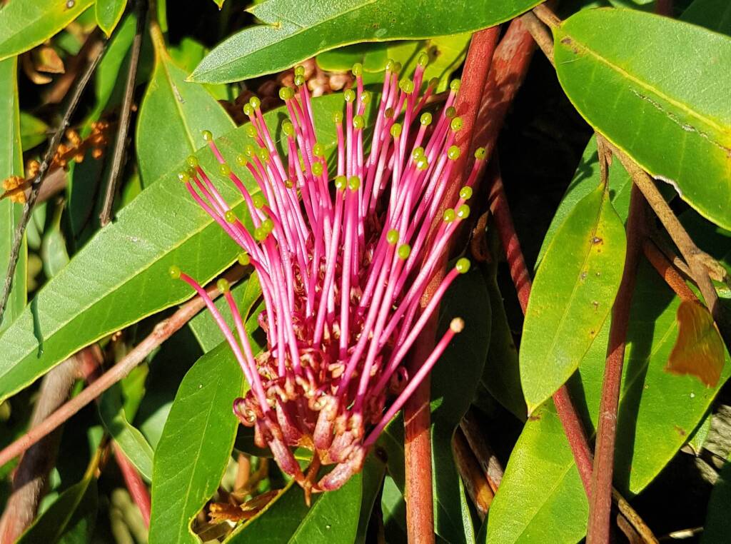 Grevillea cv “Poorinda Royal Mantle”, Dee Why, Northern Beaches NSW