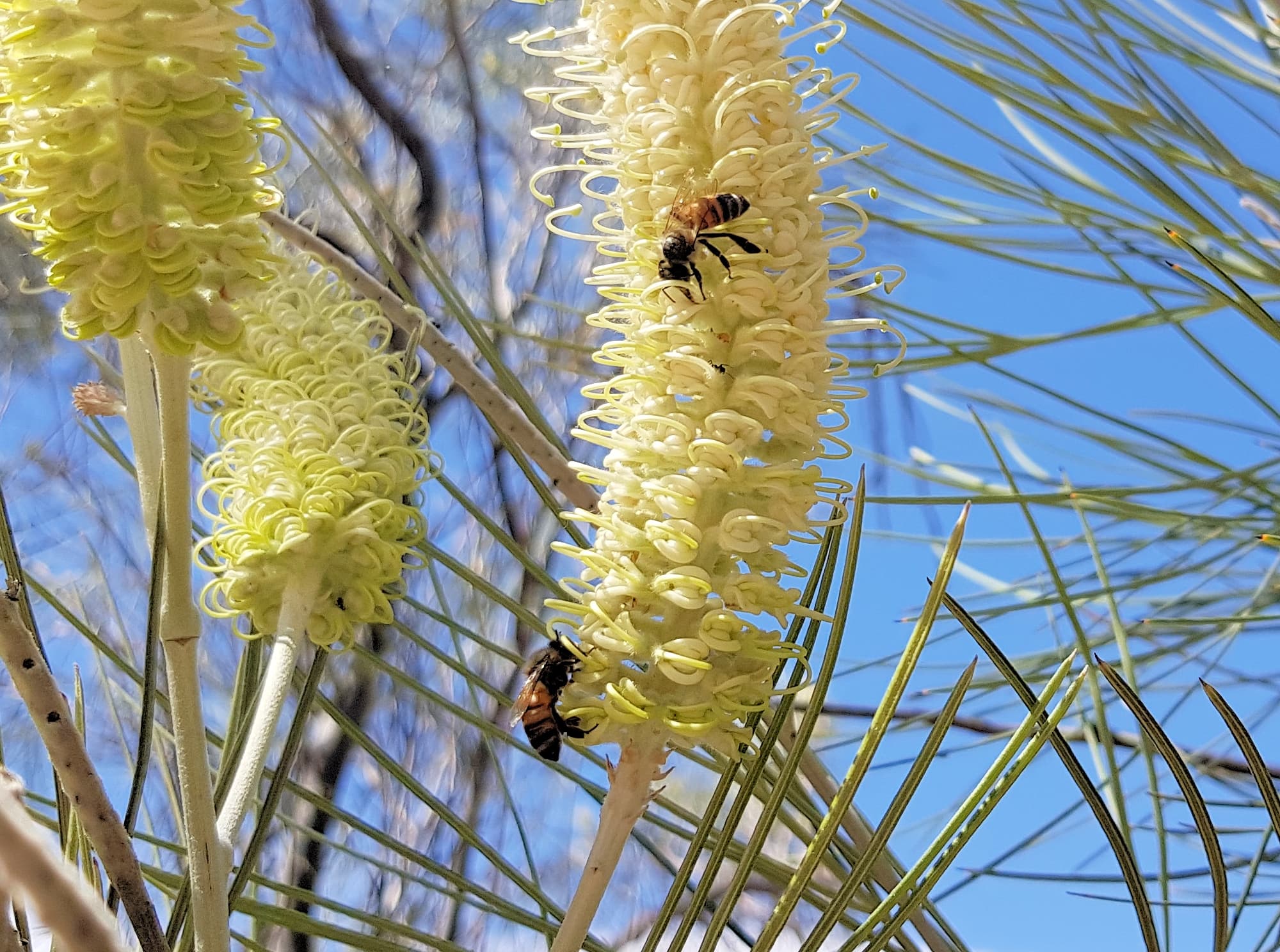 Rattlepod Grevillea (Grevillea stenobotrya), Alice Springs Desert Park NT