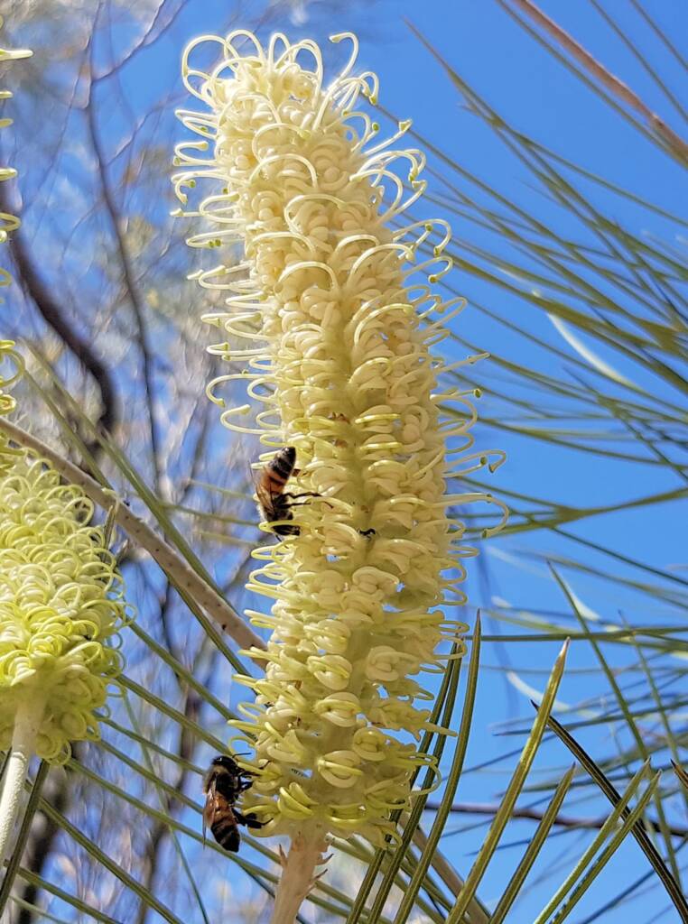 Rattlepod Grevillea (Grevillea stenobotrya), Alice Springs Desert Park NT