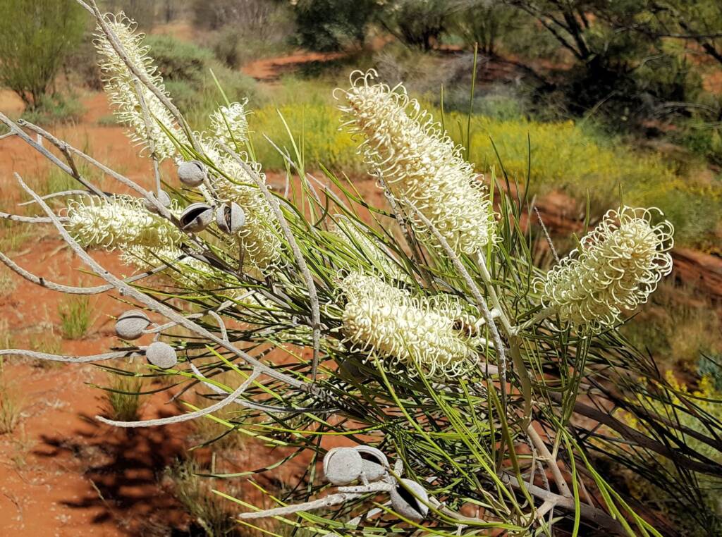 Rattlepod Grevillea (Grevillea stenobotrya), Alice Springs Desert Park NT
